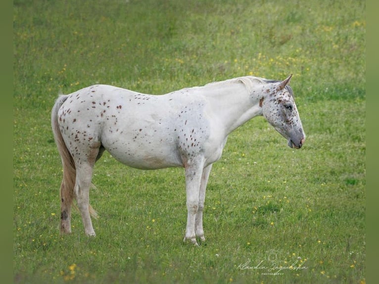 Other Breeds Mare 3 years 15 hh Leopard-Piebald in Milejewo