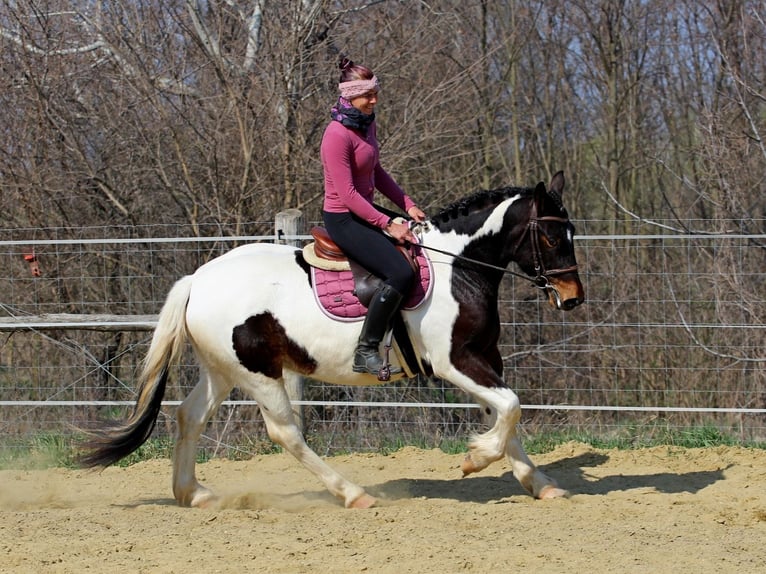 Other Breeds Mix Mare 3 years 15 hh Pinto in Pér