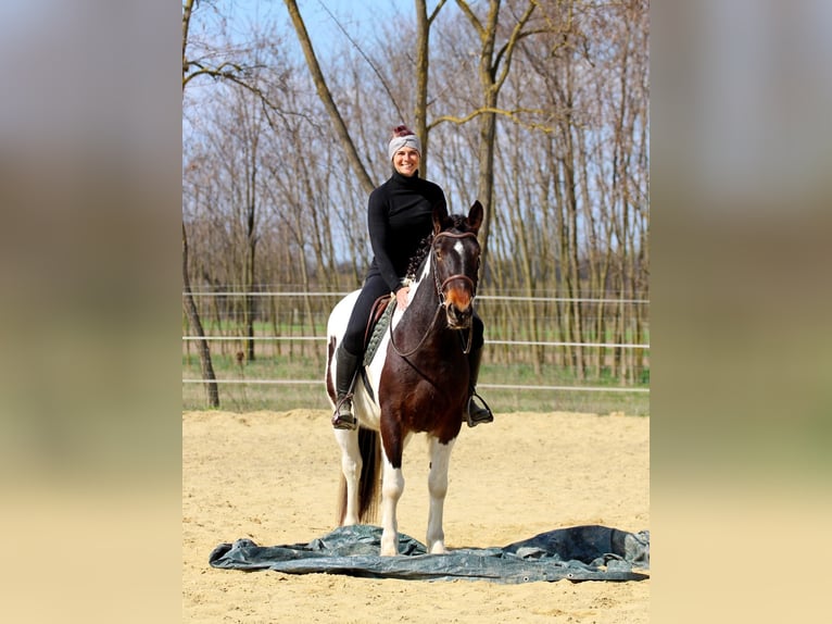 Other Breeds Mix Mare 3 years 15 hh Pinto in Pér