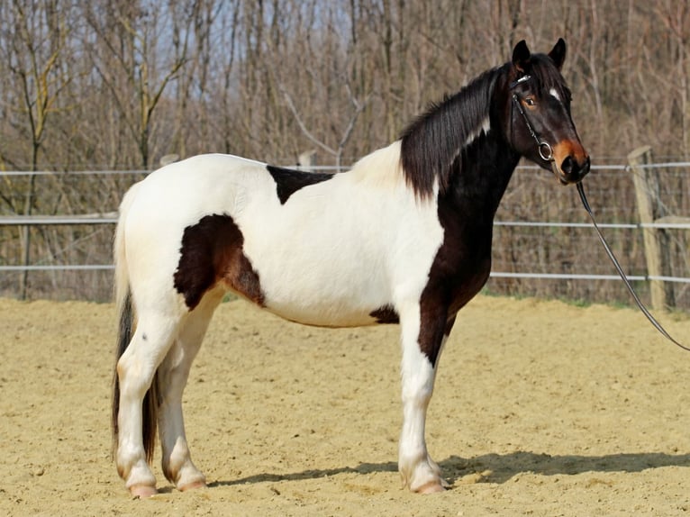 Other Breeds Mare 3 years 15,1 hh Pinto in Pér