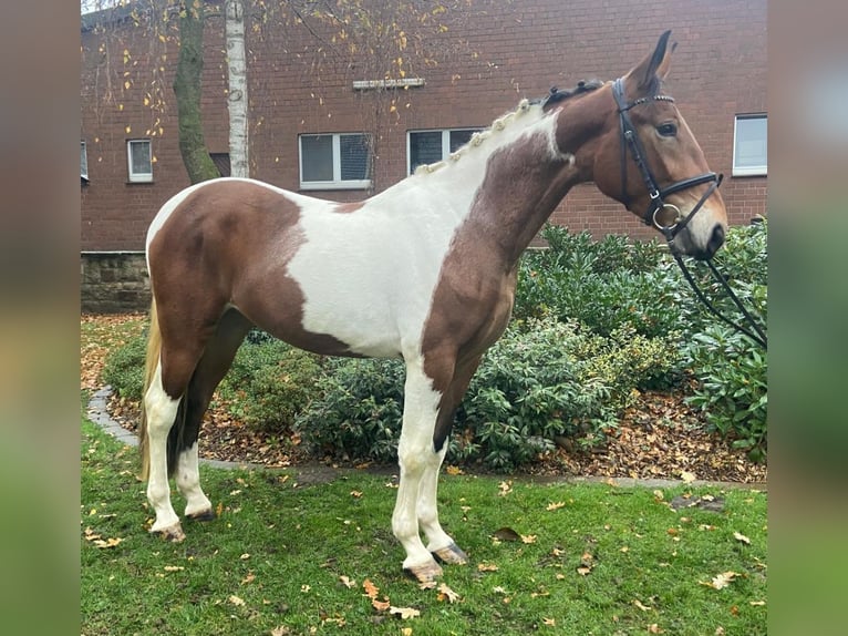 Other Breeds Mare 3 years 15,1 hh Pinto in Hopsten