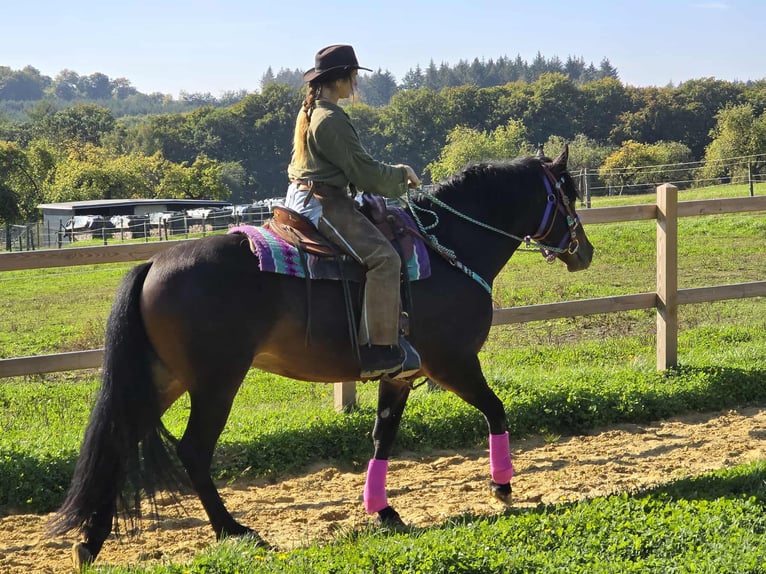 Other Breeds Mare 3 years 15,2 hh Brown in Linkenbach