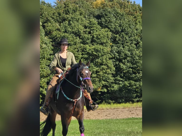 Other Breeds Mare 3 years 15,2 hh Brown in Linkenbach