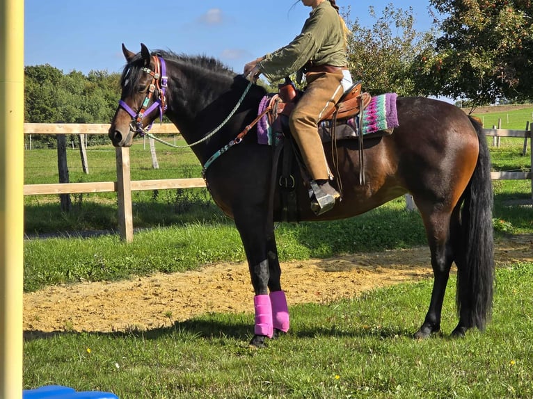 Other Breeds Mare 3 years 15,2 hh Brown in Linkenbach