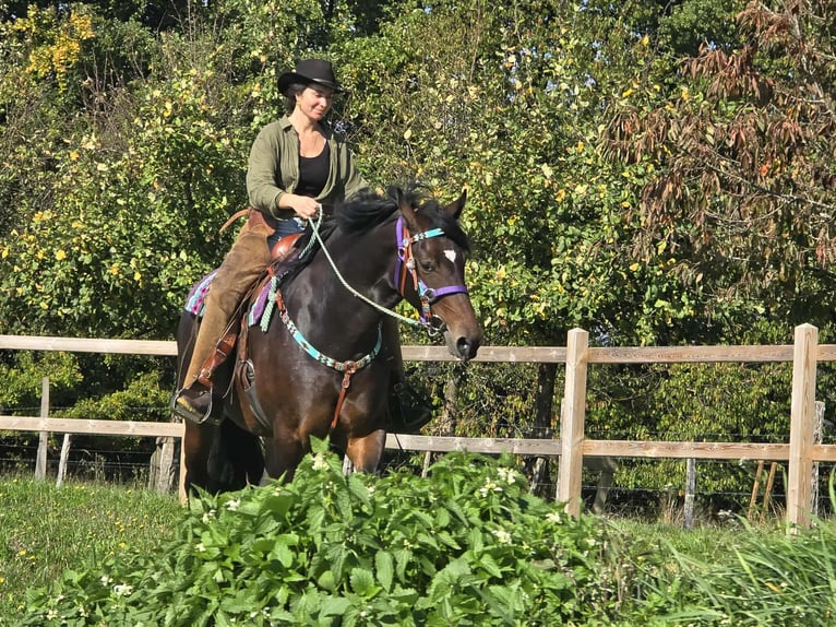 Other Breeds Mare 3 years 15,2 hh Brown in Linkenbach