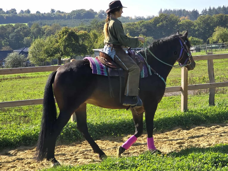 Other Breeds Mare 3 years 15,2 hh Brown in Linkenbach