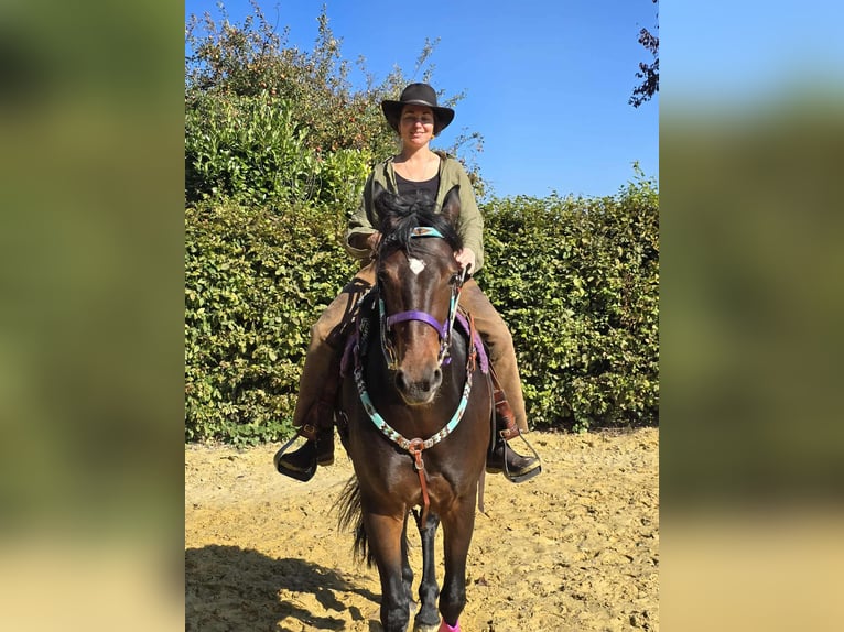 Other Breeds Mare 3 years 15,2 hh Brown in Linkenbach