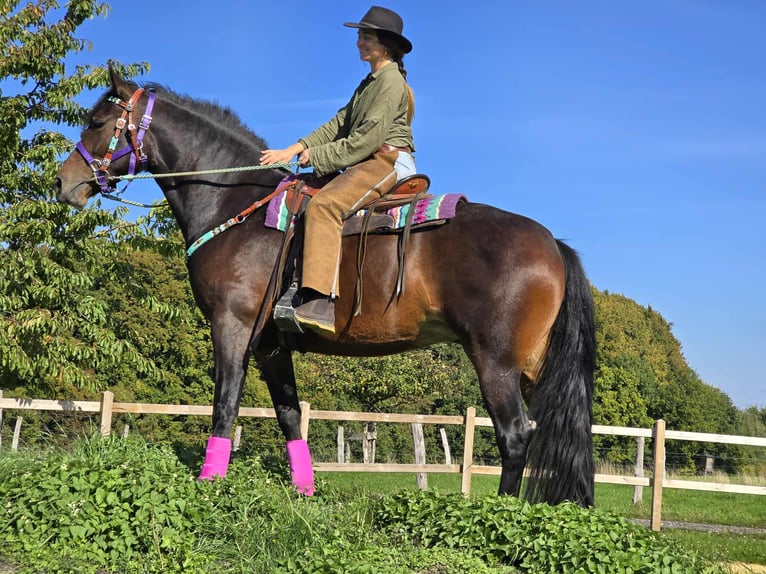 Other Breeds Mare 3 years 15,2 hh Brown in Linkenbach