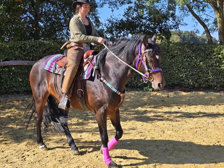 Other Breeds Mare 3 years 15,2 hh Brown in Linkenbach