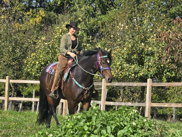 Other Breeds Mare 3 years 15,2 hh Brown in Linkenbach