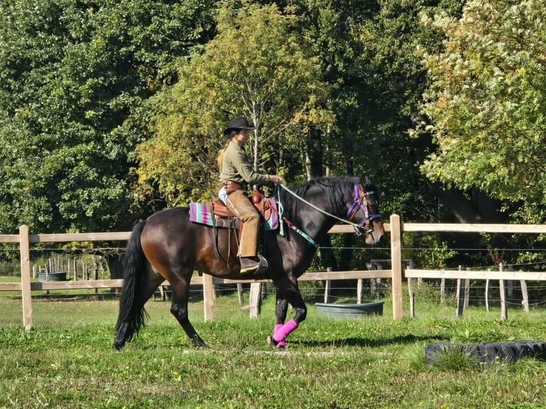 Other Breeds Mare 3 years 15,2 hh Brown in Linkenbach