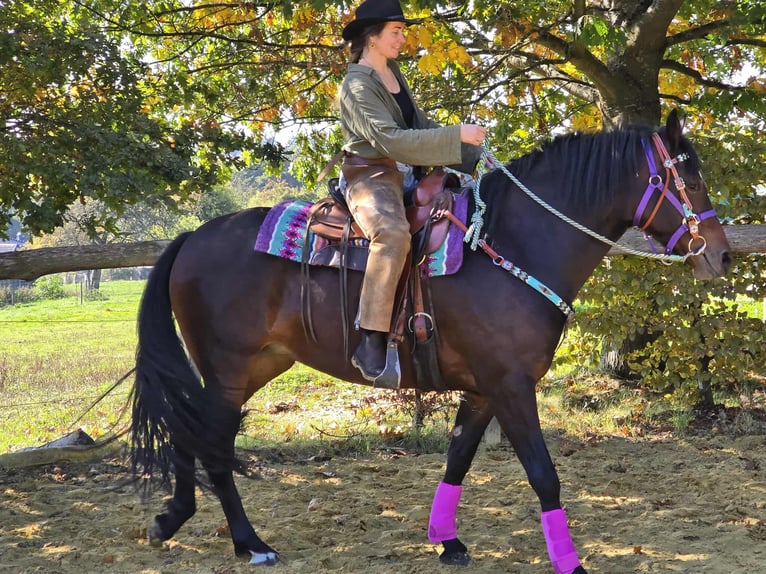 Other Breeds Mare 3 years 15,2 hh Brown in Linkenbach