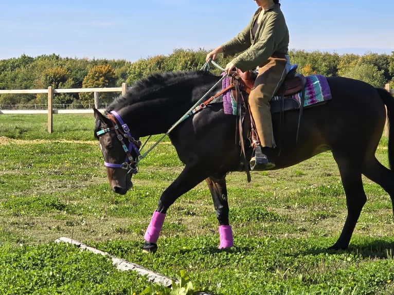 Other Breeds Mare 3 years 15,2 hh Brown in Linkenbach