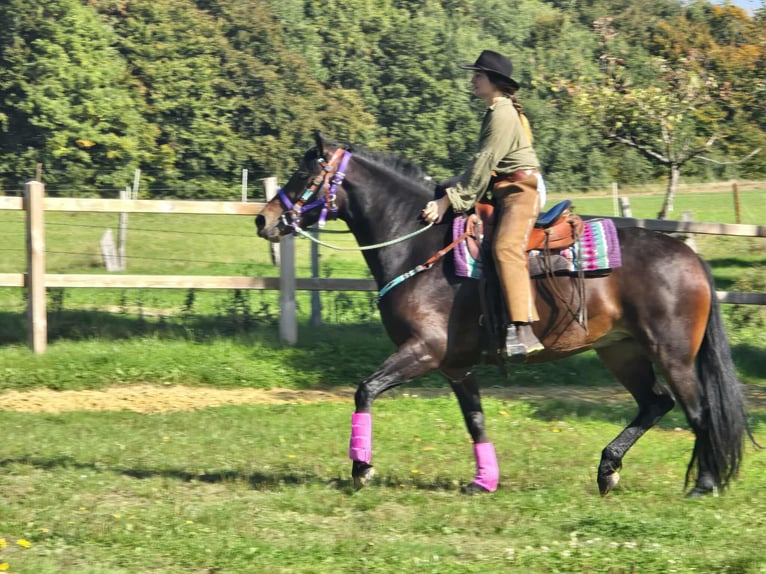 Other Breeds Mare 3 years 15,2 hh Brown in Linkenbach