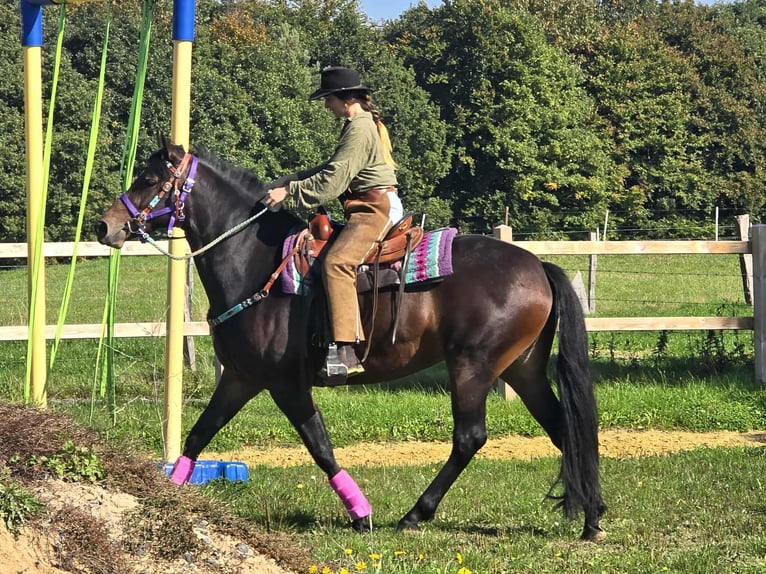 Other Breeds Mare 3 years 15,2 hh Brown in Linkenbach