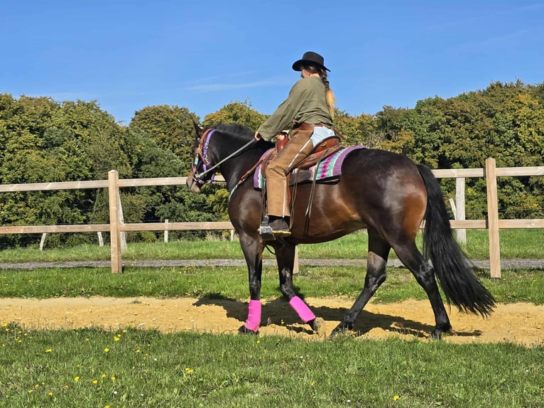 Other Breeds Mare 3 years 15,2 hh Brown in Linkenbach