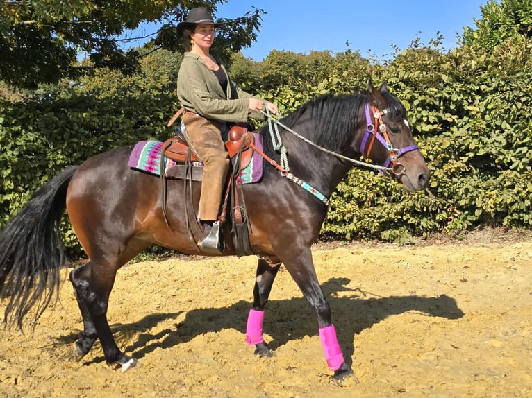 Other Breeds Mare 3 years 15,2 hh Brown in Linkenbach