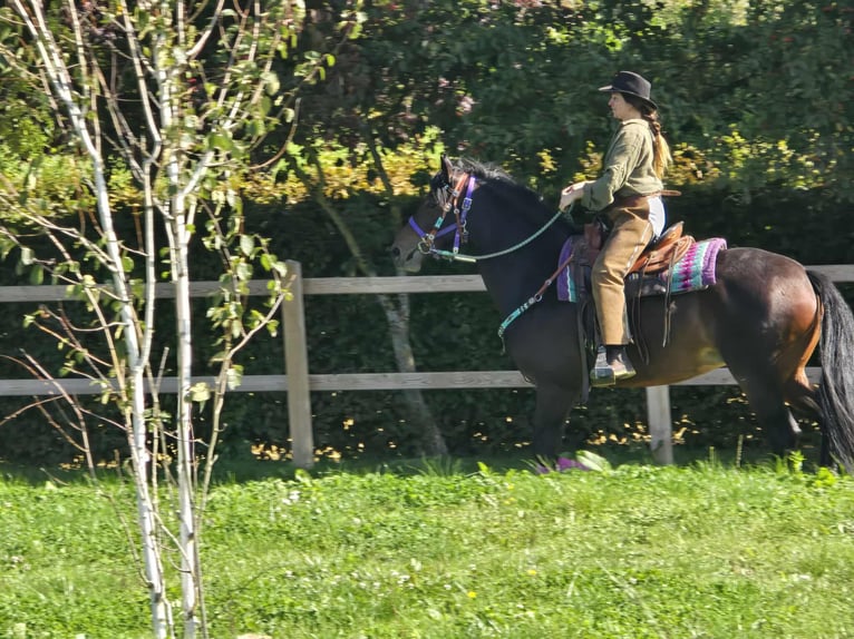 Other Breeds Mare 3 years 15,2 hh Brown in Linkenbach