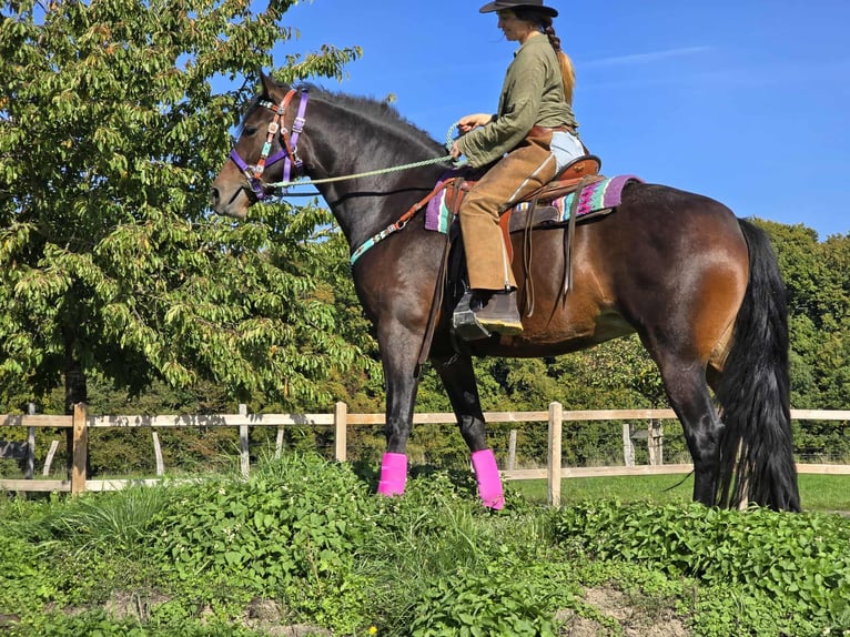Other Breeds Mare 3 years 15,2 hh Brown in Linkenbach