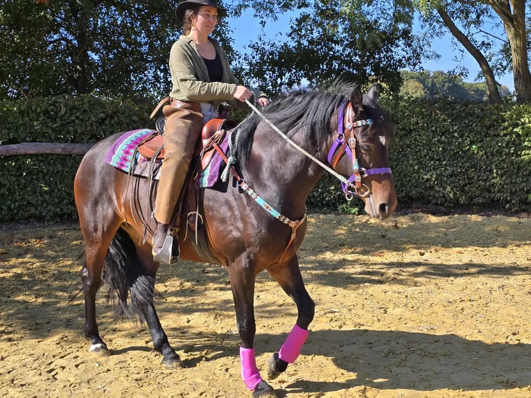 Other Breeds Mare 3 years 15,2 hh Brown in Linkenbach