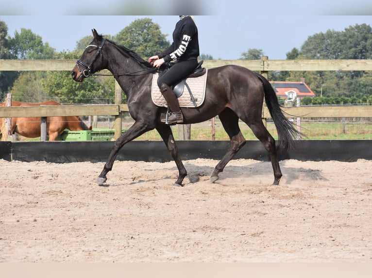 Other Breeds Mare 3 years 15,3 hh Bay-Dark in Achtmaal