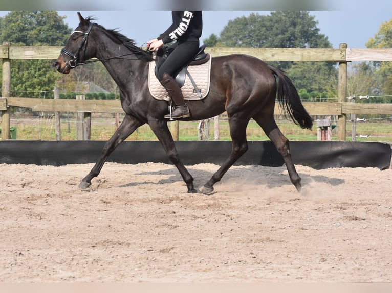 Other Breeds Mare 3 years 15,3 hh Bay-Dark in Achtmaal