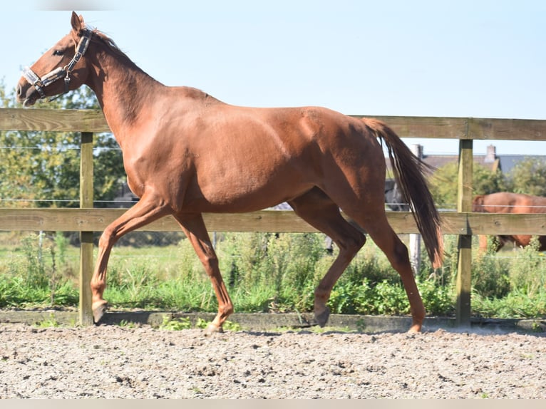 Other Breeds Mare 3 years 16,1 hh Chestnut-Red in Achtmaal