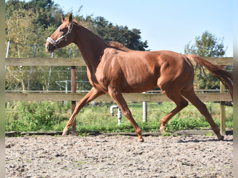 Other Breeds Mare 3 years 16,1 hh Chestnut-Red in Achtmaal