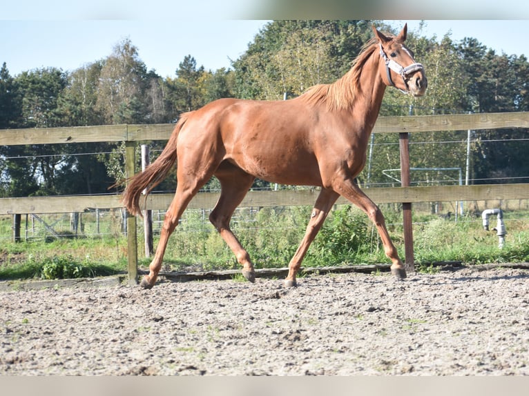 Other Breeds Mare 3 years 16,1 hh Chestnut-Red in Achtmaal