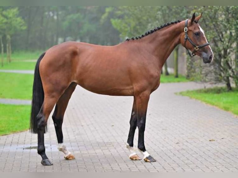 Other Breeds Mare 3 years 16,1 hh in Zele