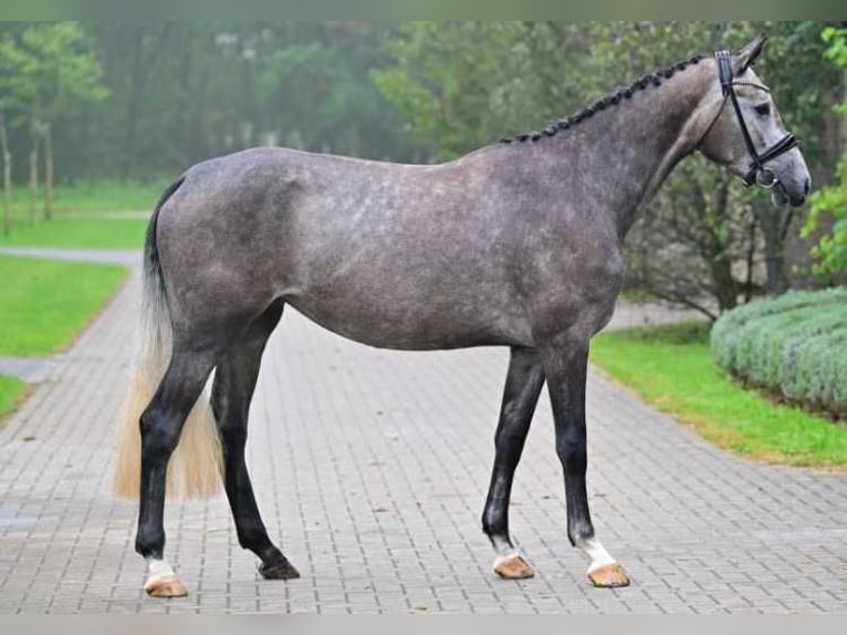 Other Breeds Mare 3 years 16,1 hh in Zele