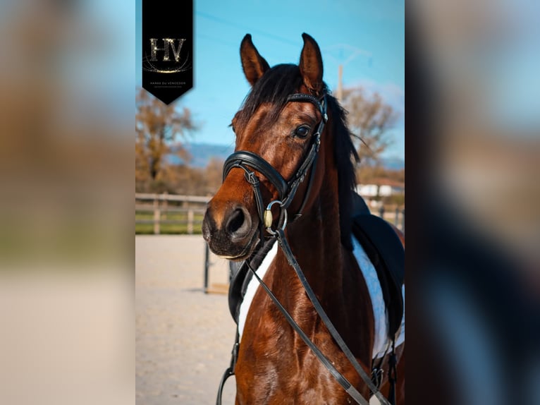 Other Breeds Mare 3 years 16 hh Brown in Marly-sous-Issy