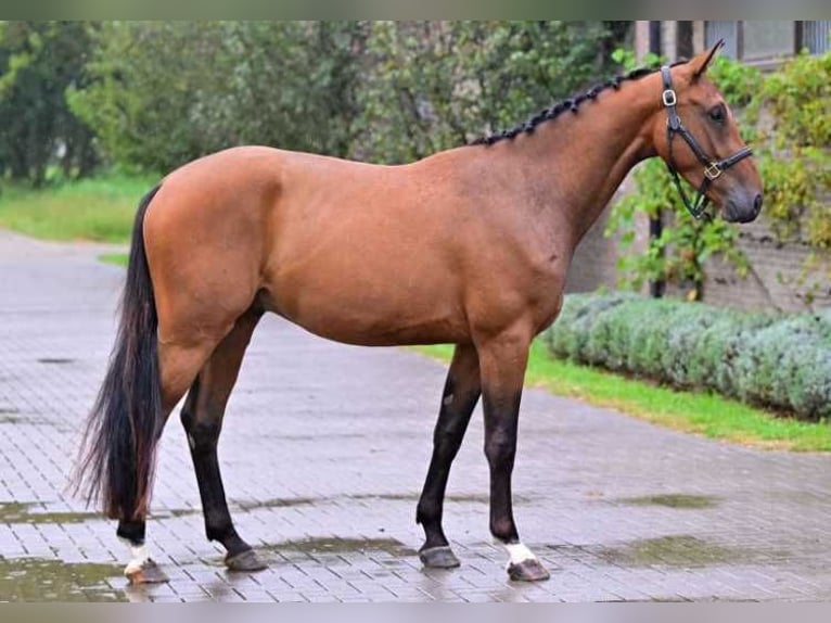 Other Breeds Mare 3 years 16 hh in Zele