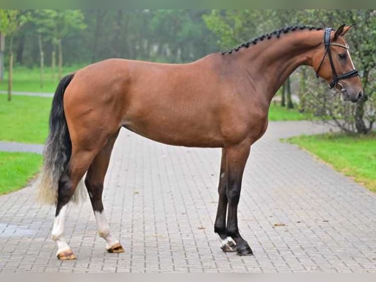 Other Breeds Mare 3 years 16 hh in Zele