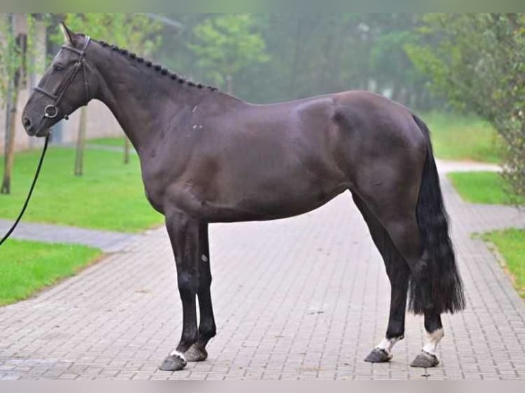 Other Breeds Mare 3 years in Zele