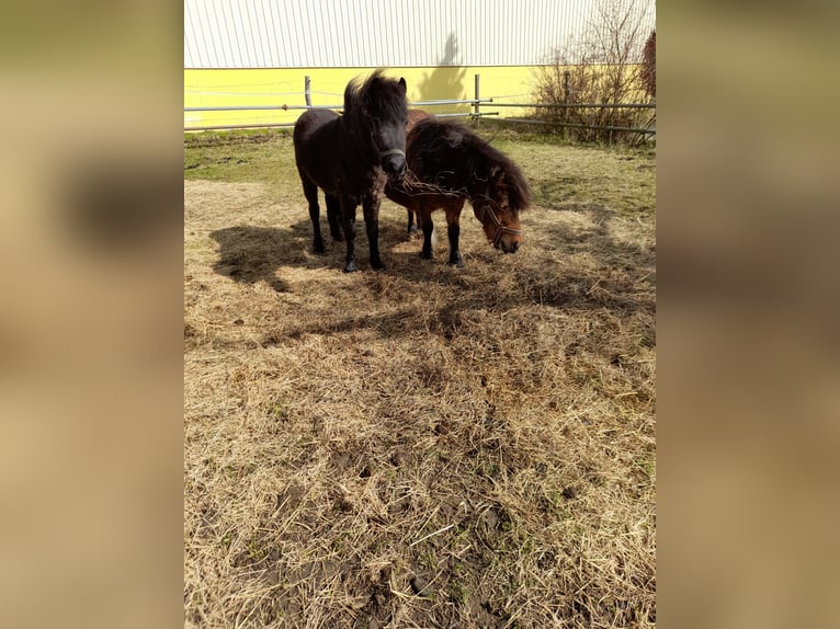 Other Breeds Mix Mare 4 years 10,1 hh Black in Bad Saulgau