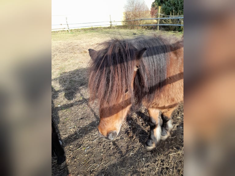 Other Breeds Mix Mare 4 years 10,1 hh Black in Bad Saulgau