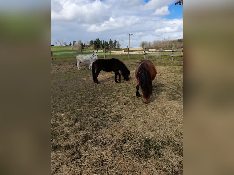 Other Breeds Mix Mare 4 years 10,1 hh Black in Bad Saulgau