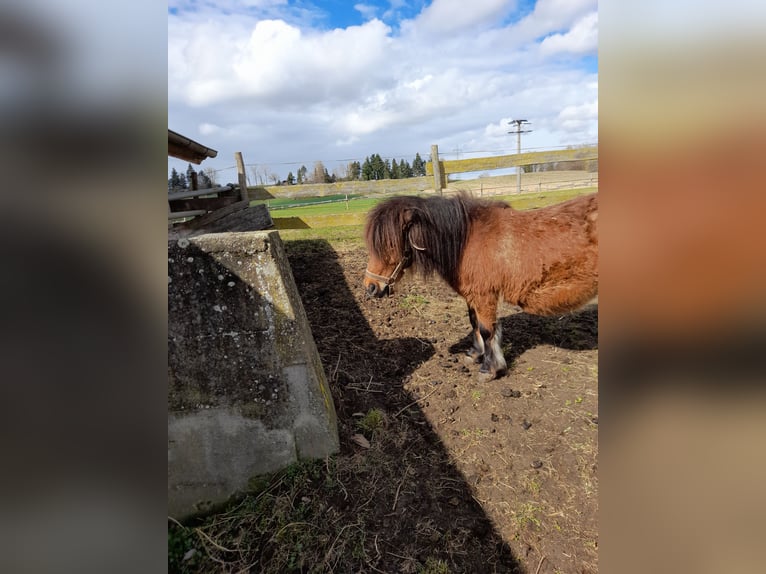 Other Breeds Mix Mare 4 years 10,1 hh Black in Bad Saulgau