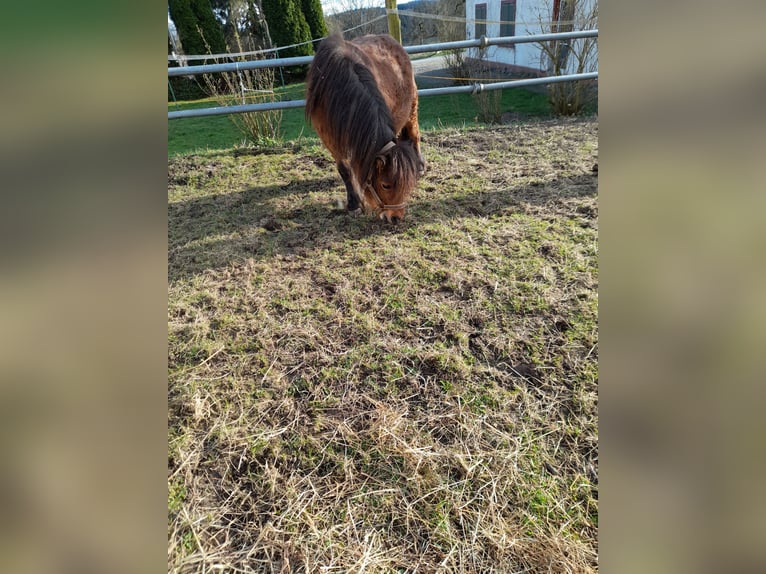 Other Breeds Mix Mare 4 years 10,1 hh Black in Bad Saulgau