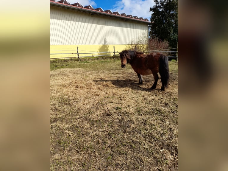 Other Breeds Mix Mare 4 years 10,1 hh Black in Bad Saulgau