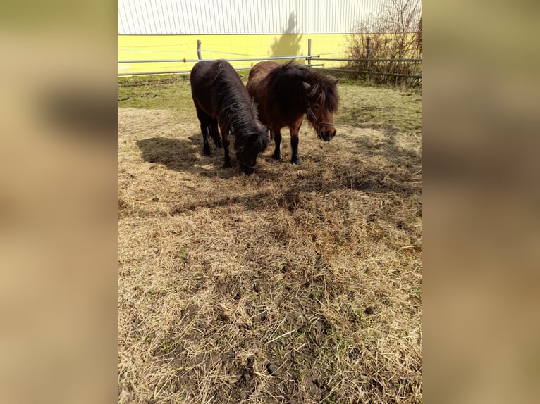 Other Breeds Mix Mare 4 years 10,1 hh Black in Bad Saulgau