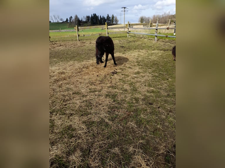 Other Breeds Mix Mare 4 years 10,1 hh Black in Bad Saulgau