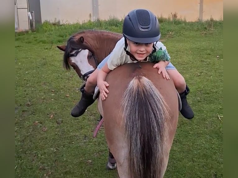 Other Breeds Mare 4 years 11.1 hh  in Oost West en Middelbeers