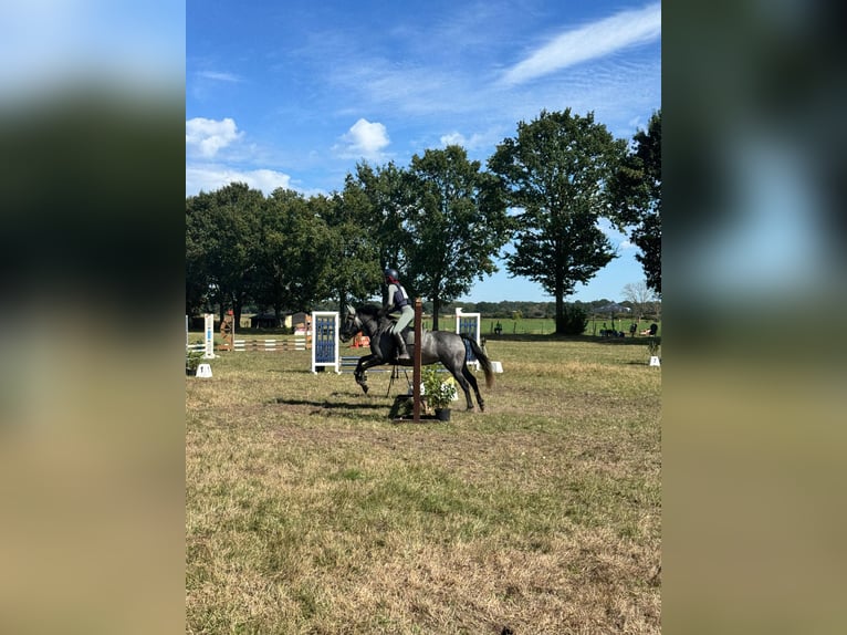 Other Breeds Mare 4 years 13.2 hh Grey in Boxtel