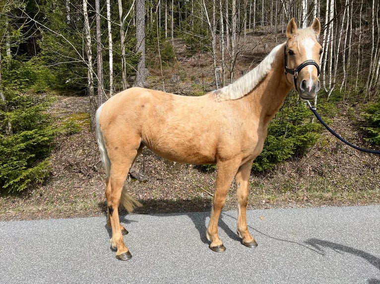 Other Breeds Mare 4 years 13,2 hh Palomino in Lohberg