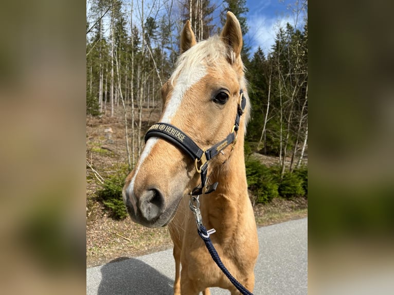 Other Breeds Mare 4 years 13,2 hh Palomino in Lohberg