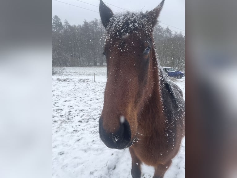 Other Breeds Mix Mare 4 years 13,1 hh Brown in Laubach