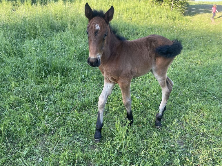 Other Breeds Mix Mare 4 years 13,1 hh Brown in Laubach