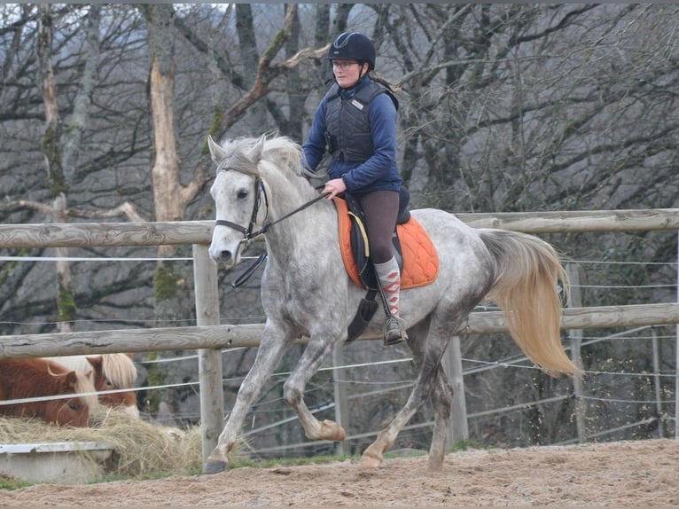 Other Breeds Mare 4 years 14.1 hh Grey in Saint-Romain-sous-Gourdon